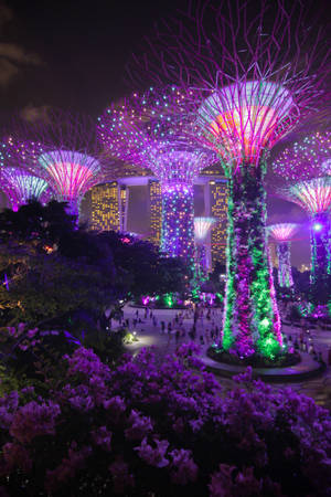 Marina Bay Sands Gardens Night Wallpaper