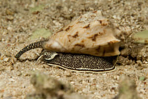 Marine Conus Sea Snailon Sandy Bottom Wallpaper