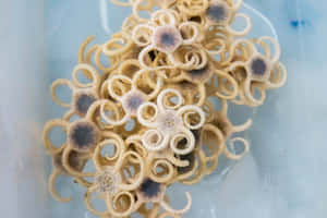 Marine Invertebrate Spirals Wallpaper