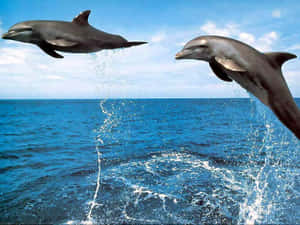 Marine Mammals Cute Dolphins Wallpaper