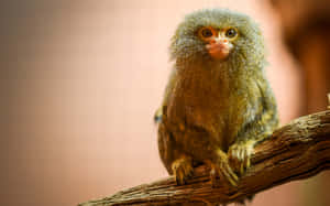 Marmoset On Branch Wallpaper