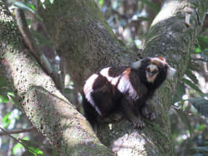 Marmoset Perchedin Tree Wallpaper
