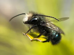 Mason Bee Closeup Wallpaper