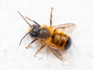 Mason Bee Closeupon White Wallpaper