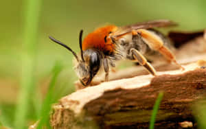 Mason Bee Closeupon Wood Wallpaper