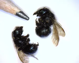Mason Bee Comparisonwith Pencil Tip Wallpaper