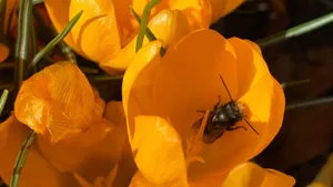 Mason Bee Inside Yellow Flower Wallpaper