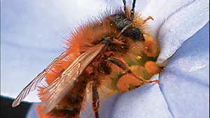 Mason Bee Pollinating Flower.jpg Wallpaper