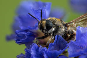 Mason Beeon Blue Flower Wallpaper