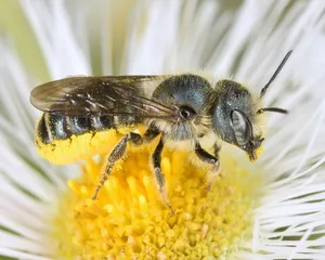 Mason Beeon Flower Pollen Collection Wallpaper