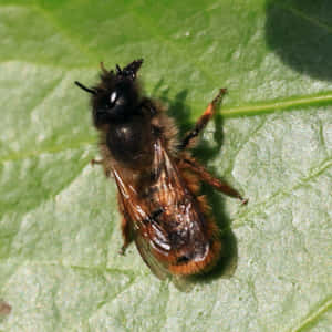 Mason Beeon Leaf Wallpaper