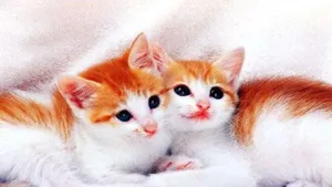 Matching Cat Pfp Brown Wallpaper