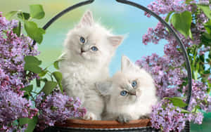 Matching Cat Pfp Flower Basket Wallpaper