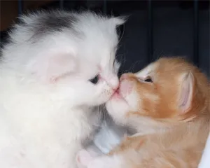 Matching Cat Pfp Kiss Wallpaper