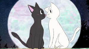 Matching Cat Pfp Sailor Moon Wallpaper