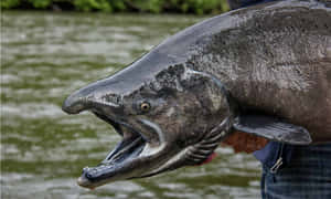 Mature Chinook Salmon Close Up Wallpaper