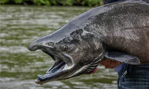 Mature Chinook Salmon Close Up Wallpaper