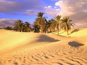 Mauritania Palm Trees In Desert Wallpaper