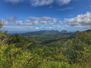 Mauritius Island Forest Wallpaper