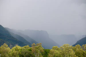 Mauritius Island Trees And Mountain Wallpaper