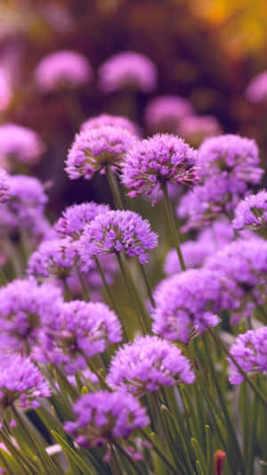 Mauve Allium Blooms Wallpaper