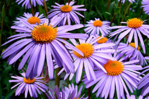 Mauve Aster Flowers Bloom Wallpaper