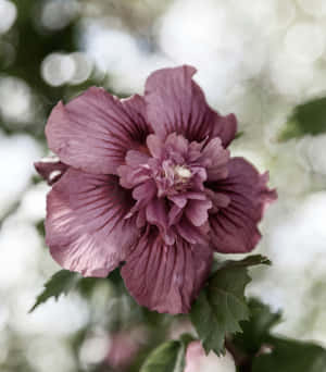 Mauve Hibiscus Bloom Wallpaper