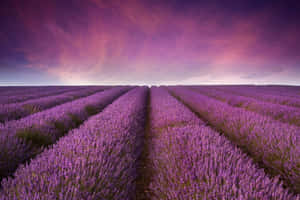 Mauve Lavender Fieldsat Dusk Wallpaper