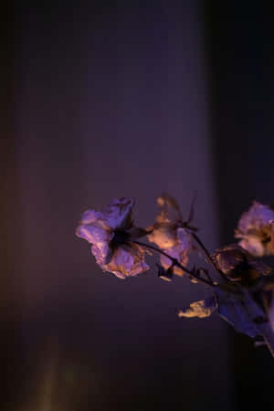 Mauve Mood Floral Photography Wallpaper