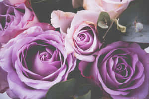 Mauve Roses Bouquet Wallpaper