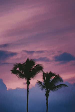 Mauve Sky Palm Trees Silhouette Wallpaper