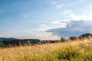 Meadow Field In Austria Wallpaper