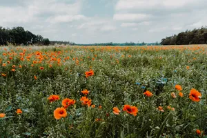 Meadow Of Red Poppy Flowers Wallpaper