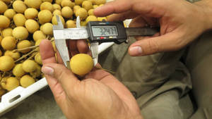 Measuring Longan Fruit Wallpaper