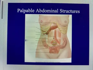 Medical Illustration Of Palpable Abdominal Structures Wallpaper