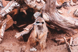 Meerkat Standing Awesome Animal Wallpaper