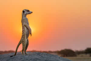 Meerkat Sunset Silhouette.jpg Wallpaper