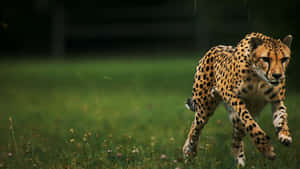 Meet Baby Cheetah, The Cutest Cub! Wallpaper