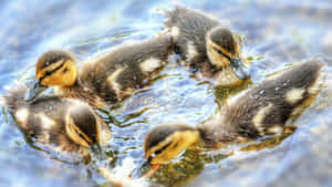 Meet Cute Duck, The Cutest Duck Of Them All Wallpaper