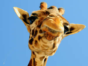 Meet Mr. Funny Giraffe Wallpaper