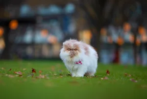 Meet Our Fluffy Feline Fantasy: A Persian Cat Embodying Cuteness And Aesthetics Wallpaper