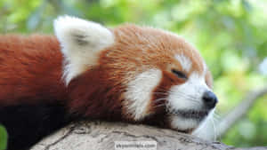 Meet Our New Friend - A Sweet And Cuddly Red Panda! Wallpaper