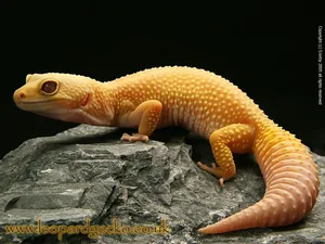 Meet The Leopard Gecko Wallpaper