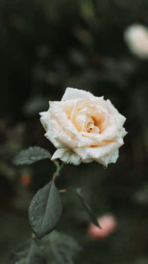 Melancholic Wet White Rose Aesthetic Wallpaper