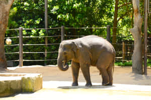 Melbourne Zoo Elephant Enclosure Wallpaper