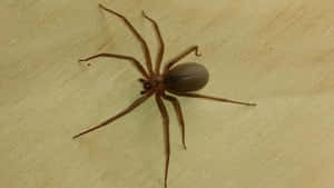 Menacing Brown Recluse Spider Close-up Wallpaper