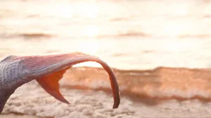 Mermaid Tail Sunset Glow Wallpaper