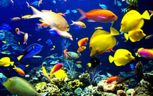 Mesmerizing 3d Fish Swimming In Colorful Ocean Depths Wallpaper