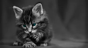 Mesmerizing Black And White Abstract Shapes Wallpaper