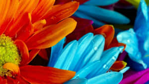 Mesmerizing Colorful Flowers In Full Bloom Wallpaper